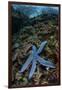 A Blue Starfish Clings to a Reef in Komodo National Park, Indonesia-Stocktrek Images-Framed Photographic Print