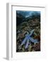 A Blue Starfish Clings to a Reef in Komodo National Park, Indonesia-Stocktrek Images-Framed Photographic Print