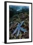 A Blue Starfish Clings to a Reef in Komodo National Park, Indonesia-Stocktrek Images-Framed Photographic Print