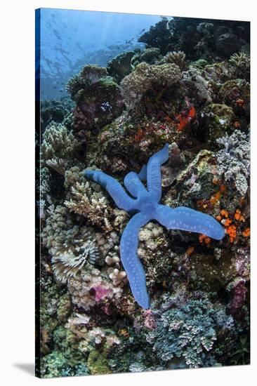 A Blue Starfish Clings to a Reef in Komodo National Park, Indonesia-Stocktrek Images-Stretched Canvas