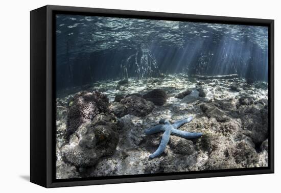 A Blue Starfish Lies on the Seafloor Near a Mangrove Forest-Stocktrek Images-Framed Stretched Canvas