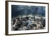 A Blue Starfish Lies on the Seafloor Near a Mangrove Forest-Stocktrek Images-Framed Photographic Print