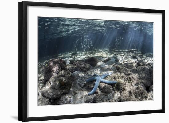 A Blue Starfish Lies on the Seafloor Near a Mangrove Forest-Stocktrek Images-Framed Photographic Print