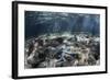 A Blue Starfish Lies on the Seafloor Near a Mangrove Forest-Stocktrek Images-Framed Photographic Print