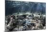 A Blue Starfish Lies on the Seafloor Near a Mangrove Forest-Stocktrek Images-Mounted Photographic Print