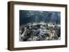 A Blue Starfish Lies on the Seafloor Near a Mangrove Forest-Stocktrek Images-Framed Photographic Print