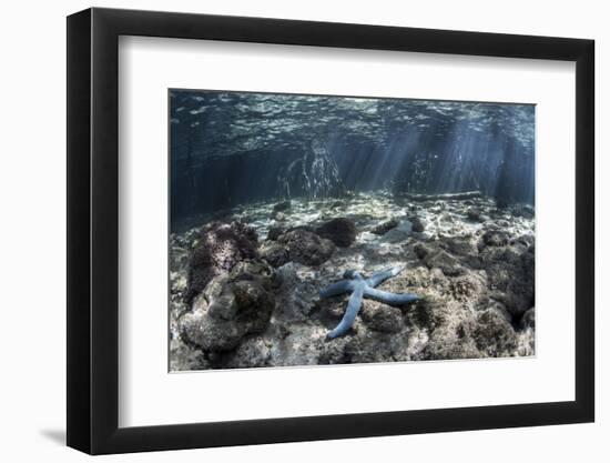 A Blue Starfish Lies on the Seafloor Near a Mangrove Forest-Stocktrek Images-Framed Photographic Print