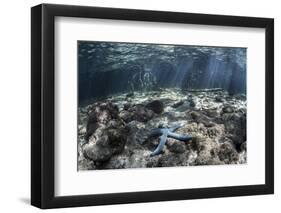 A Blue Starfish Lies on the Seafloor Near a Mangrove Forest-Stocktrek Images-Framed Photographic Print