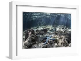 A Blue Starfish Lies on the Seafloor Near a Mangrove Forest-Stocktrek Images-Framed Photographic Print