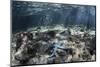 A Blue Starfish Lies on the Seafloor Near a Mangrove Forest-Stocktrek Images-Mounted Photographic Print