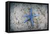 A Blue Starfish on the Sandy Seafloor Near Alor, Indonesia-Stocktrek Images-Framed Stretched Canvas