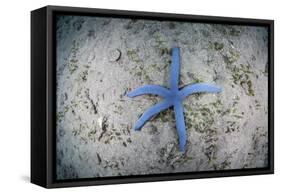 A Blue Starfish on the Sandy Seafloor Near Alor, Indonesia-Stocktrek Images-Framed Stretched Canvas