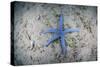 A Blue Starfish on the Sandy Seafloor Near Alor, Indonesia-Stocktrek Images-Stretched Canvas