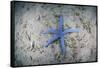 A Blue Starfish on the Sandy Seafloor Near Alor, Indonesia-Stocktrek Images-Framed Stretched Canvas