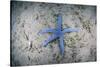 A Blue Starfish on the Sandy Seafloor Near Alor, Indonesia-Stocktrek Images-Stretched Canvas