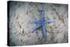 A Blue Starfish on the Sandy Seafloor Near Alor, Indonesia-Stocktrek Images-Stretched Canvas