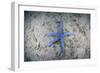 A Blue Starfish on the Sandy Seafloor Near Alor, Indonesia-Stocktrek Images-Framed Photographic Print