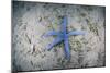 A Blue Starfish on the Sandy Seafloor Near Alor, Indonesia-Stocktrek Images-Mounted Photographic Print