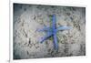 A Blue Starfish on the Sandy Seafloor Near Alor, Indonesia-Stocktrek Images-Framed Photographic Print