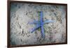 A Blue Starfish on the Sandy Seafloor Near Alor, Indonesia-Stocktrek Images-Framed Photographic Print