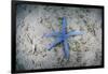 A Blue Starfish on the Sandy Seafloor Near Alor, Indonesia-Stocktrek Images-Framed Photographic Print