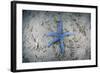 A Blue Starfish on the Sandy Seafloor Near Alor, Indonesia-Stocktrek Images-Framed Photographic Print