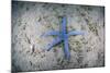 A Blue Starfish on the Sandy Seafloor Near Alor, Indonesia-Stocktrek Images-Mounted Photographic Print