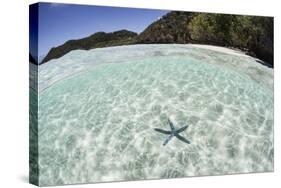 A Blue Starfish on the Seafloor of Raja Ampat, Indonesia-Stocktrek Images-Stretched Canvas