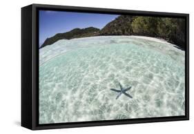 A Blue Starfish on the Seafloor of Raja Ampat, Indonesia-Stocktrek Images-Framed Stretched Canvas