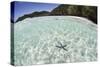 A Blue Starfish on the Seafloor of Raja Ampat, Indonesia-Stocktrek Images-Stretched Canvas