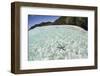 A Blue Starfish on the Seafloor of Raja Ampat, Indonesia-Stocktrek Images-Framed Photographic Print