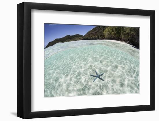 A Blue Starfish on the Seafloor of Raja Ampat, Indonesia-Stocktrek Images-Framed Photographic Print