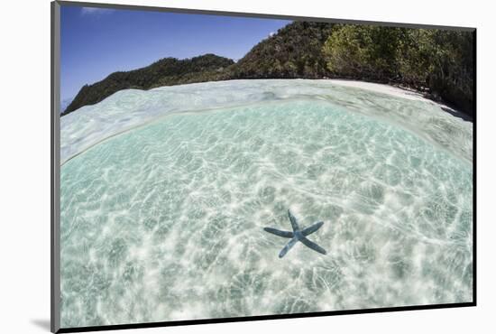 A Blue Starfish on the Seafloor of Raja Ampat, Indonesia-Stocktrek Images-Mounted Photographic Print