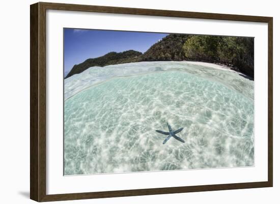 A Blue Starfish on the Seafloor of Raja Ampat, Indonesia-Stocktrek Images-Framed Photographic Print