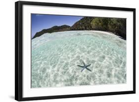 A Blue Starfish on the Seafloor of Raja Ampat, Indonesia-Stocktrek Images-Framed Photographic Print