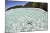 A Blue Starfish on the Seafloor of Raja Ampat, Indonesia-Stocktrek Images-Mounted Photographic Print