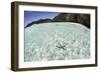 A Blue Starfish on the Seafloor of Raja Ampat, Indonesia-Stocktrek Images-Framed Photographic Print