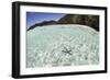 A Blue Starfish on the Seafloor of Raja Ampat, Indonesia-Stocktrek Images-Framed Photographic Print