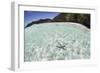 A Blue Starfish on the Seafloor of Raja Ampat, Indonesia-Stocktrek Images-Framed Photographic Print