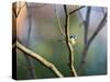 A Blue Tit Rests on a Branch in Richmond Park-Alex Saberi-Stretched Canvas