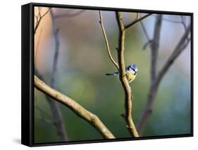 A Blue Tit Rests on a Branch in Richmond Park-Alex Saberi-Framed Stretched Canvas