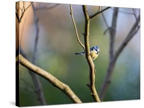 A Blue Tit Rests on a Branch in Richmond Park-Alex Saberi-Stretched Canvas
