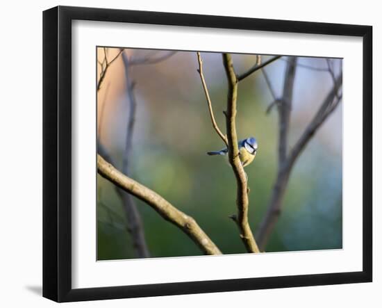 A Blue Tit Rests on a Branch in Richmond Park-Alex Saberi-Framed Premium Photographic Print