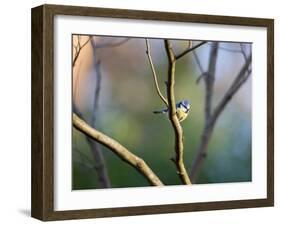 A Blue Tit Rests on a Branch in Richmond Park-Alex Saberi-Framed Photographic Print