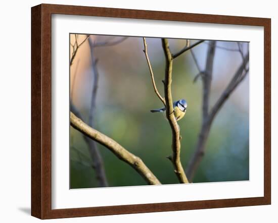 A Blue Tit Rests on a Branch in Richmond Park-Alex Saberi-Framed Photographic Print