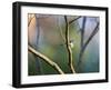 A Blue Tit Rests on a Branch in Richmond Park-Alex Saberi-Framed Photographic Print