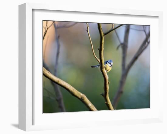 A Blue Tit Rests on a Branch in Richmond Park-Alex Saberi-Framed Photographic Print