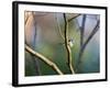 A Blue Tit Rests on a Branch in Richmond Park-Alex Saberi-Framed Photographic Print