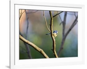 A Blue Tit Rests on a Branch in Richmond Park-Alex Saberi-Framed Photographic Print