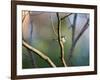 A Blue Tit Rests on a Branch in Richmond Park-Alex Saberi-Framed Photographic Print